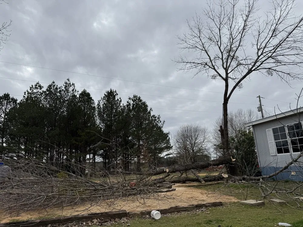 Affordable landscape design for outdoor upgrades across Millport, AL - Christmas land management