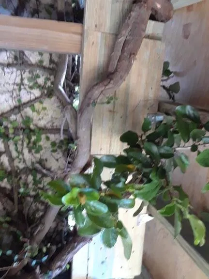 Top-rated outdoor landscaping in New Port Richey, FL by Christopher Ray Dickerson Lawn Care