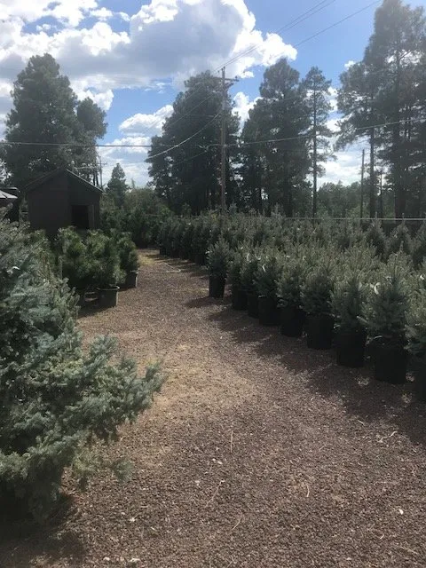 Affordable landscape installation in Lakeside, AZ by Christopher's Gardens
