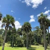 Affordable landscape installation for residential properties in Savannah, GA by Christopher's Palms And Irrigation