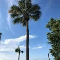 Custom yard cleanup service near you in Savannah, GA by Christopher's Palms And Irrigation