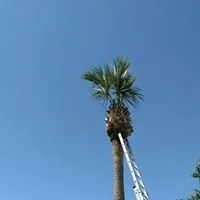 Christopher's Palms And Irrigation Logo