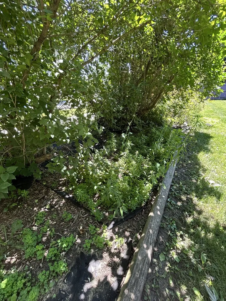 Professional yard maintenance in Smiths Creek, MI by Christy cuts & landscaping