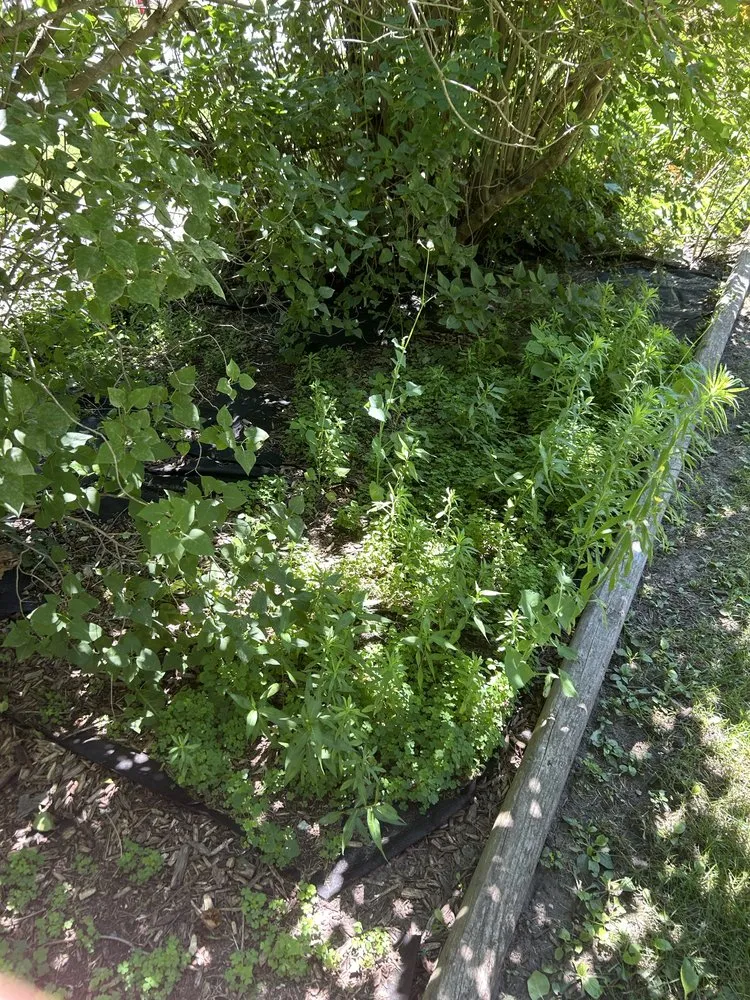 Top-rated yard cleanup service experts serving Smiths Creek, MI - Christy cuts & landscaping
