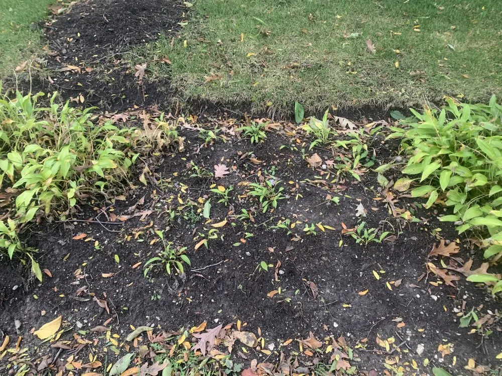 Trusted yard cleanup service for beautiful yards across Chicago, IL - Christy Webber Landscapes