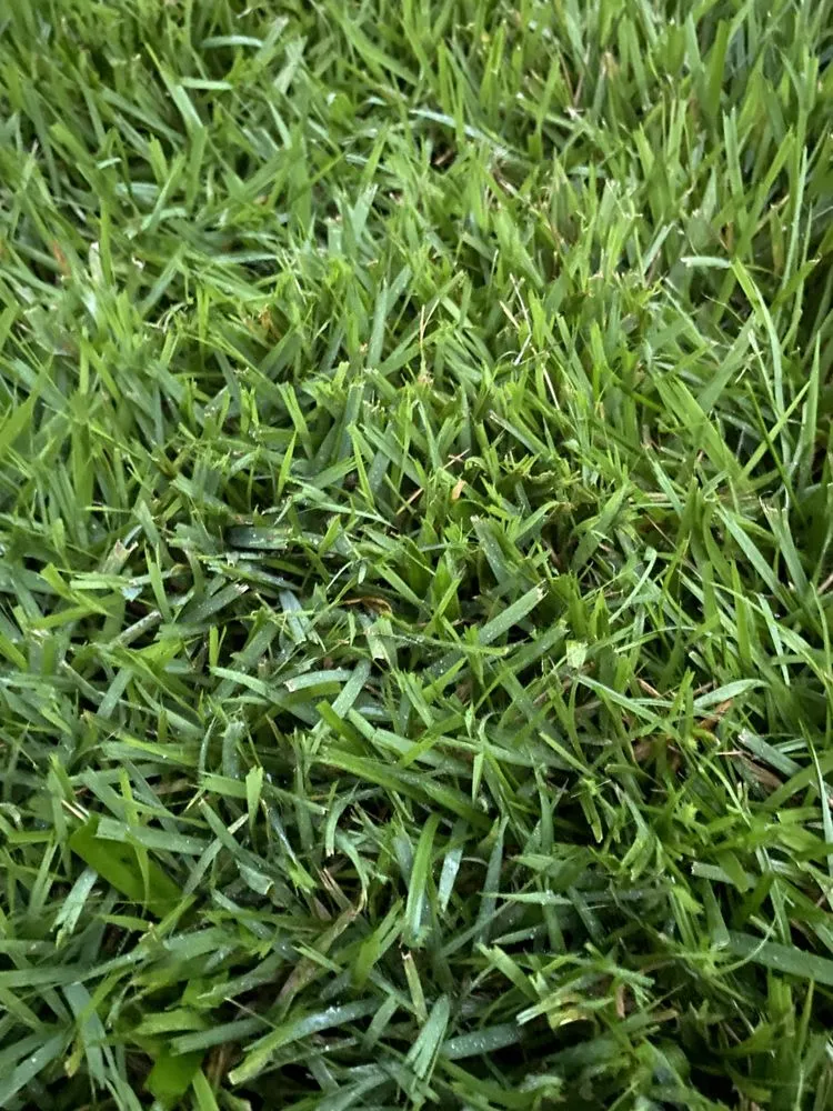 Reliable landscape design for residential properties across Charleston, SC - ChuckTown Landscaping