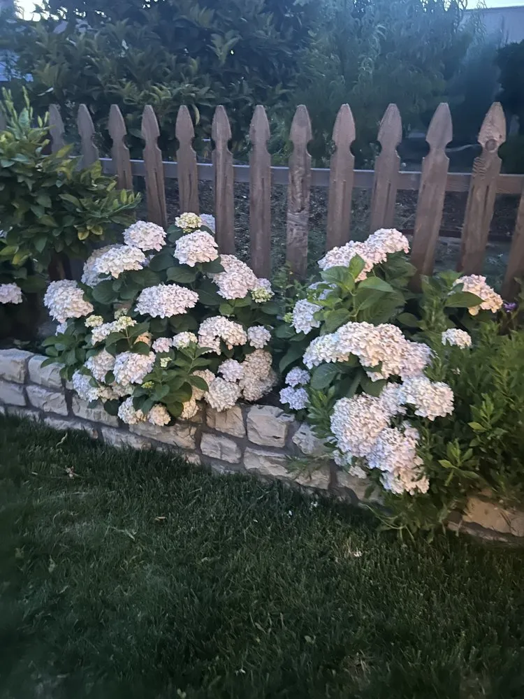 Trusted yard maintenance for residential properties across Oakley, CA - Chula Vista Landscape