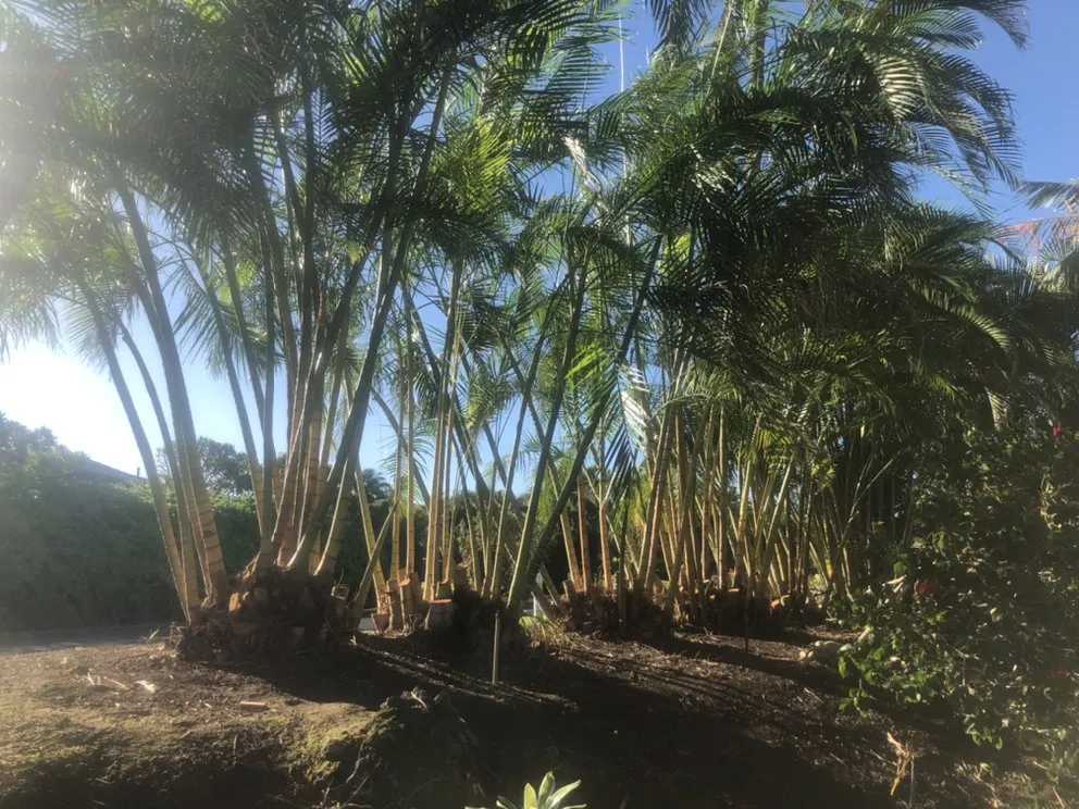 Affordable yard maintenance in Kamuela, HI by Chun's Irrigation & Landscaping
