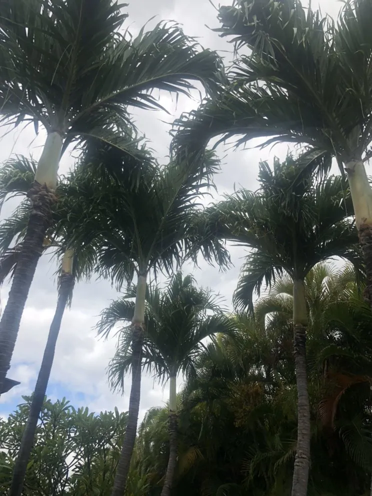 Top-rated residential landscaping in Kamuela, HI - Chun's Irrigation & Landscaping