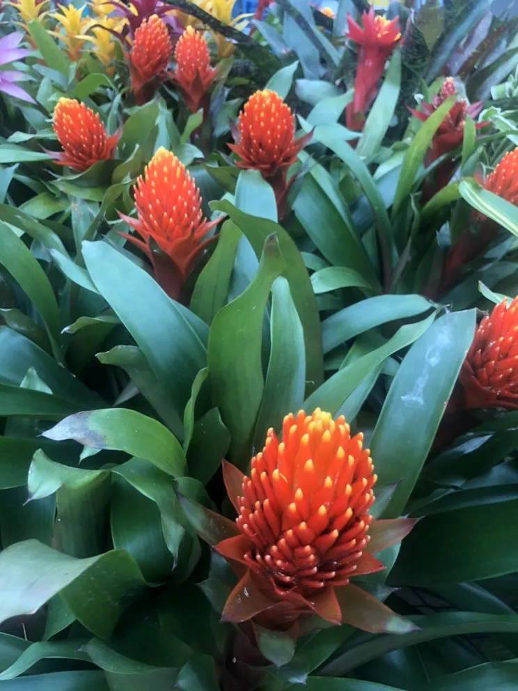 Trusted outdoor landscaping in Kamuela, HI - Chun's Irrigation & Landscaping