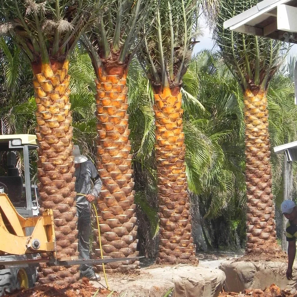 Professional yard cleanup service for beautiful yards across West Palm beach, FL - Chun's Landscaping