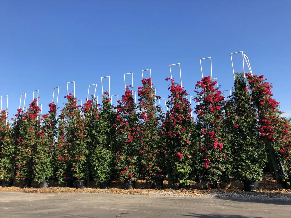 Reliable lawn care service for beautiful yards in West Palm beach, FL by Chun's Landscaping