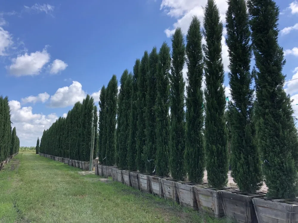 Trusted lawn care service in West Palm beach, FL - Chun's Landscaping