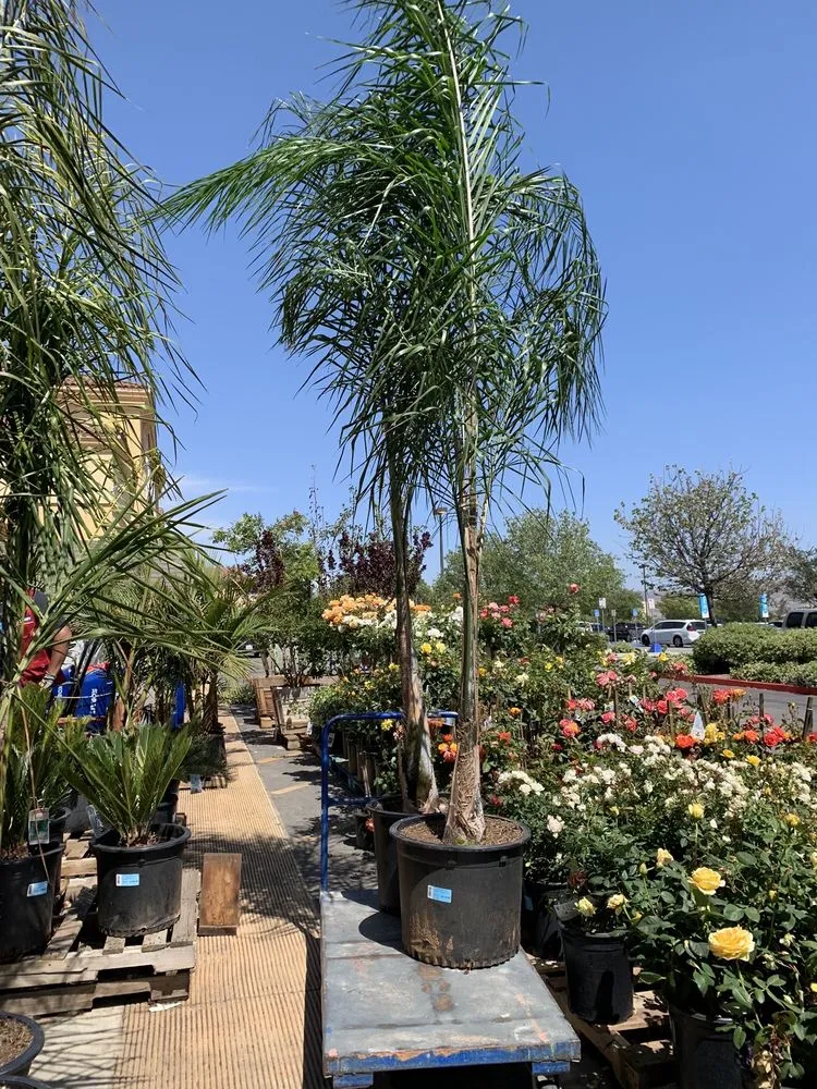 Professional landscape design in Simi Valley, CA by Churape Landscape