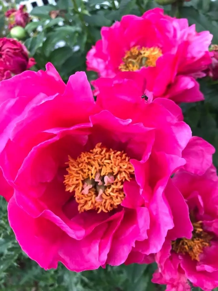 Local landscaping services for outdoor upgrades across Pittsfield, MA - Churchill Gardens