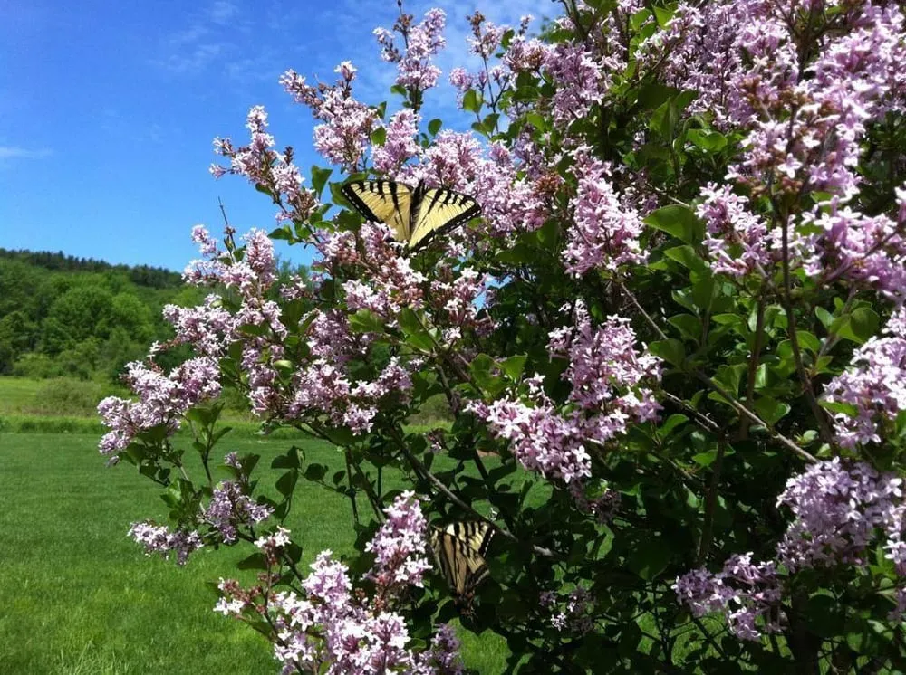 Professional residential landscaping in Pittsfield, MA - Churchill Gardens