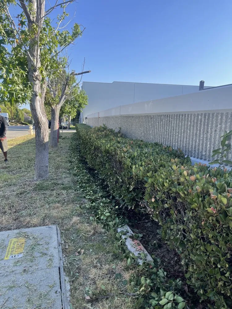 Top-rated landscape installation near you in Kagel Canyon, CA by Chuy and Son's Landscaping & Property Services