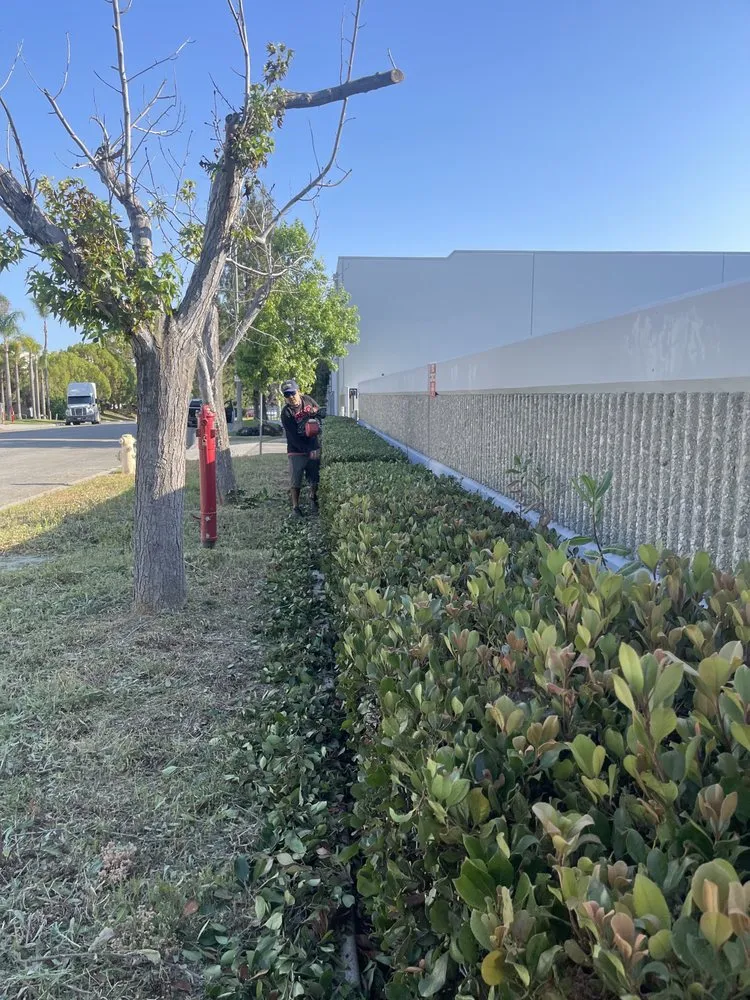 Professional yard cleanup service in Kagel Canyon, CA by Chuy and Son's Landscaping & Property Services