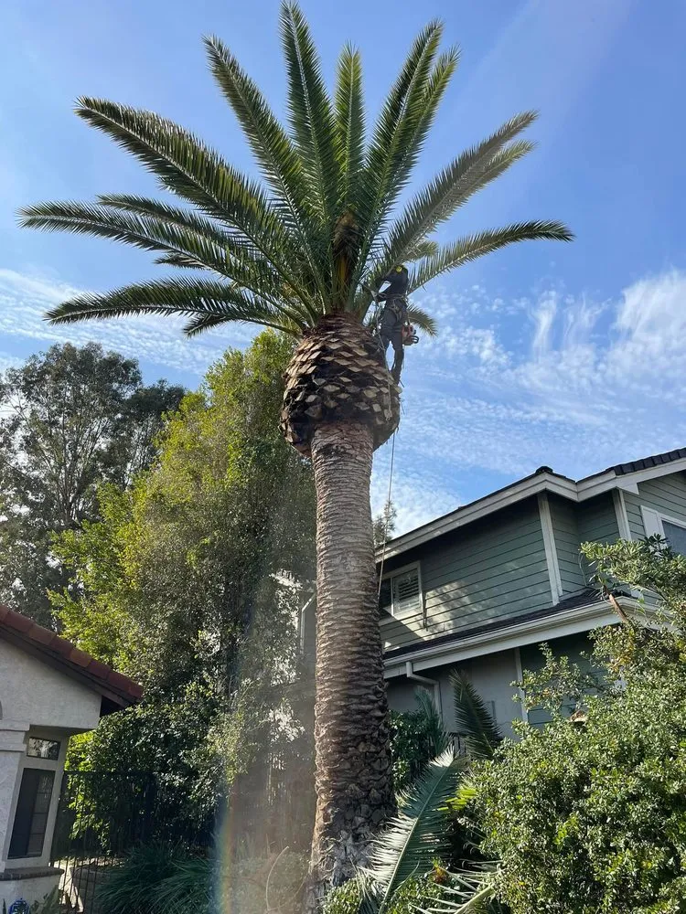 Local landscape design experts serving Los Angeles, CA - Chuy’s Gardening Services