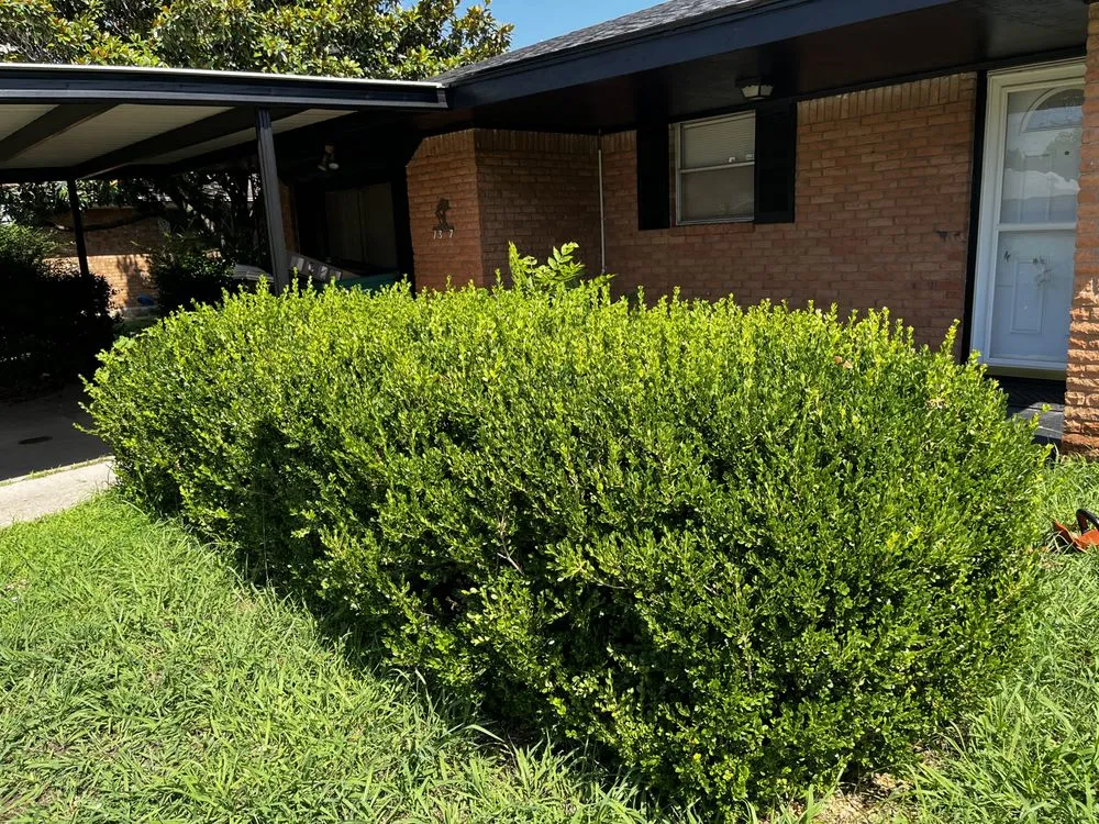 Professional landscaping services for year-round maintenance in Oklahoma City, OK by Chuy’s Landscaping