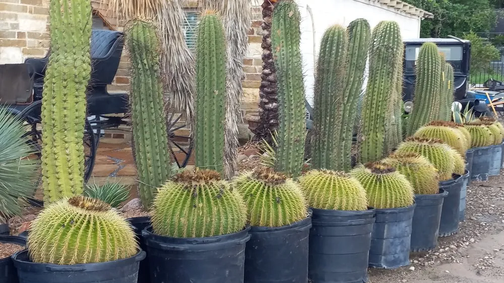 Custom landscaping services for outdoor upgrades in La Marque, TX by Chuy's Nursery and Landscaping