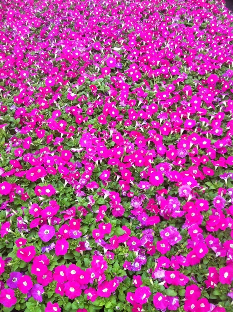 Local landscape design in Crowley, TX by Cimarron - A Design + Build Company