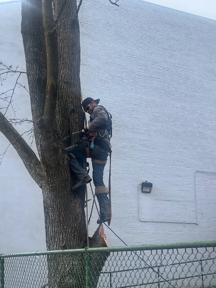 Local lawn care service experts serving Cincinnati, OH - Cincy Tree Service