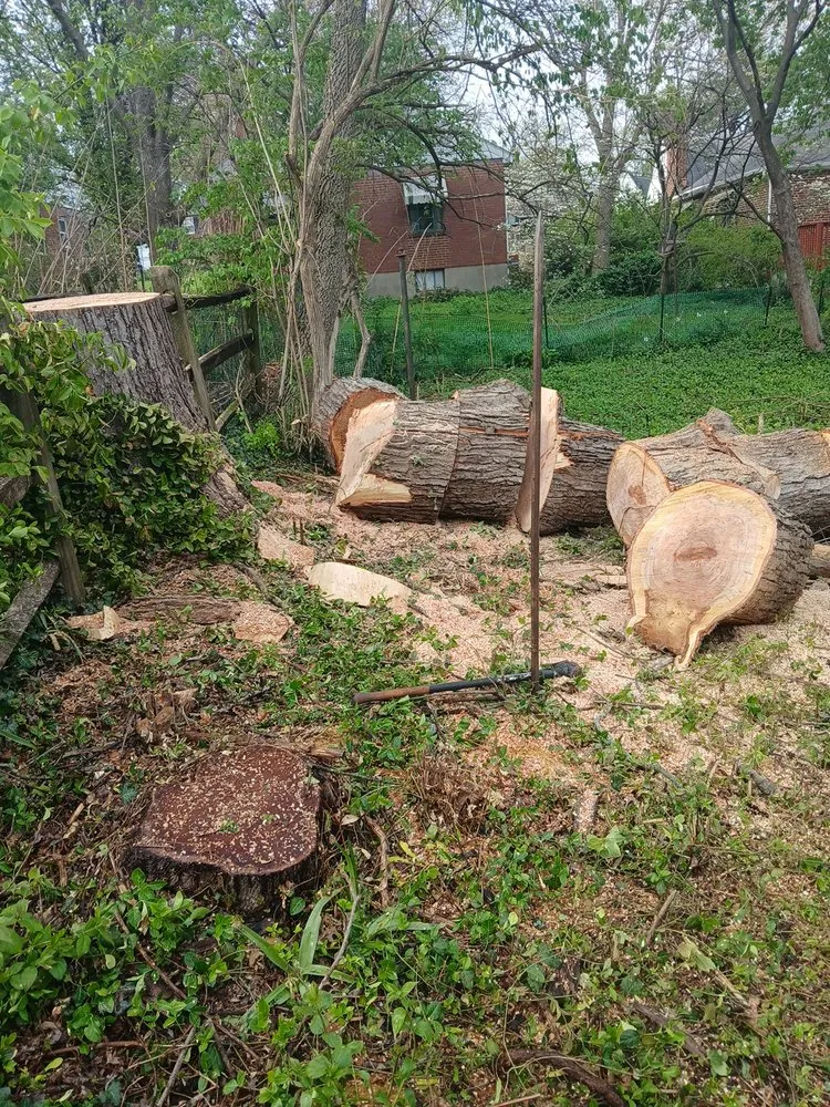 Expert landscape installation for year-round maintenance across Cincinnati, OH - Cincy Tree Service