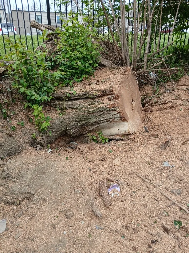 Top-rated outdoor landscaping for homes across Cincinnati, OH - Cincy Tree Service