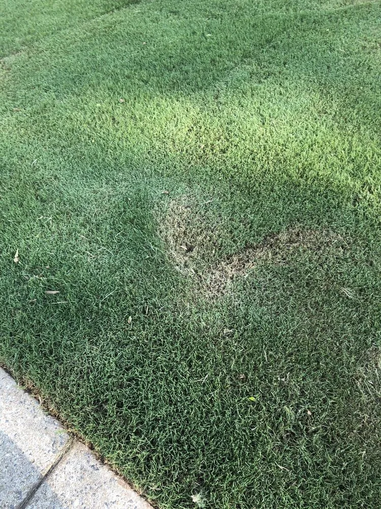 Custom garden landscaping experts serving Woodstock, GA - Cindy's Yards