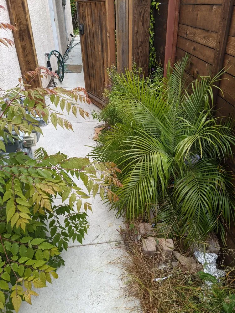 Local residential landscaping experts serving San Diego, CA - Cintas Landscape Service