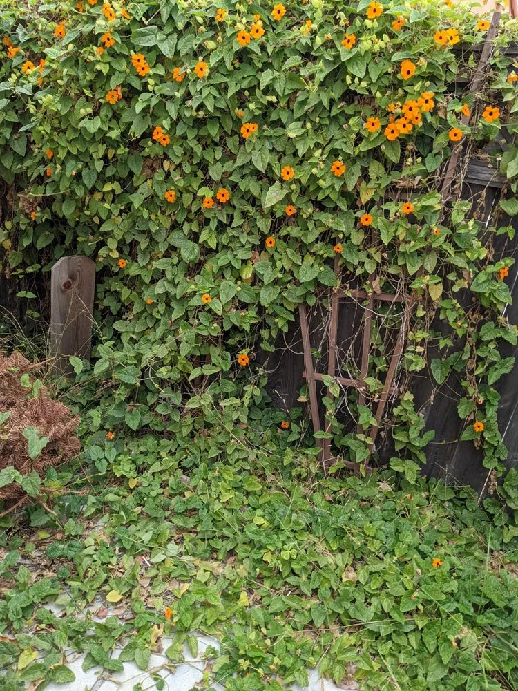 Reliable landscaping services for outdoor upgrades across San Diego, CA - Cintas Landscape Service