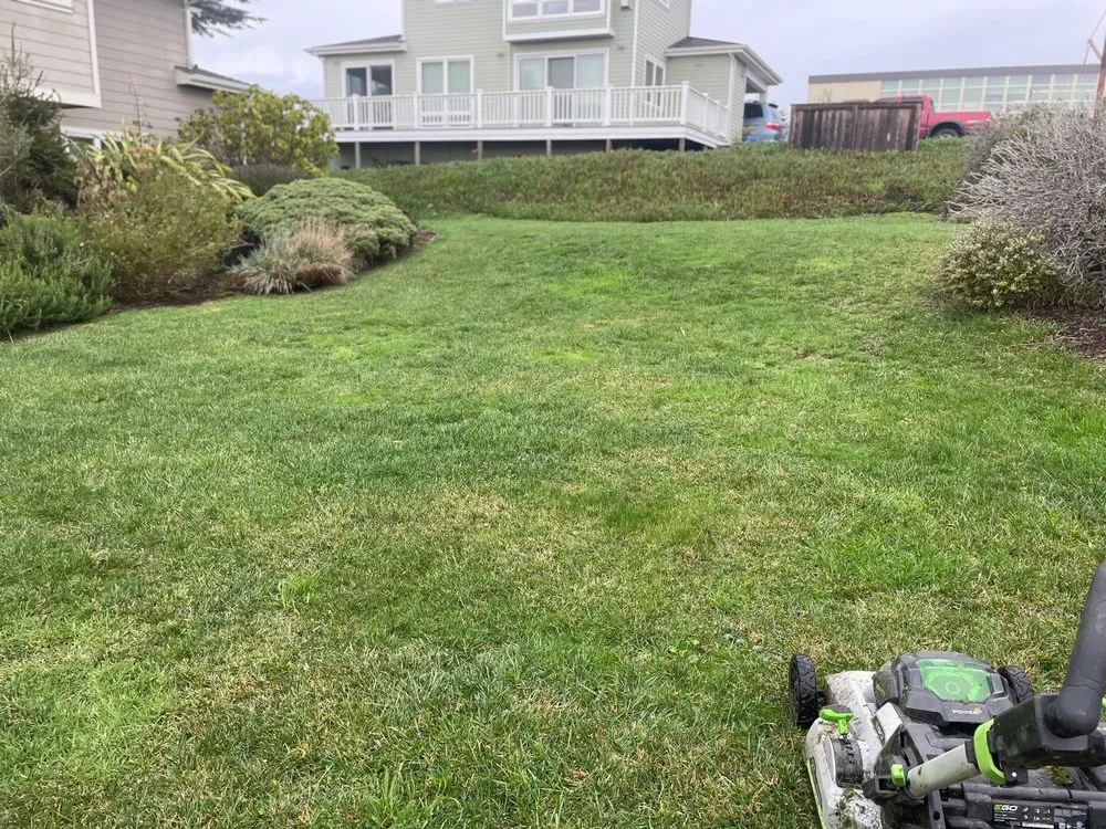 Expert yard cleanup service in Arcata, CA - Ciotti Yard Maintenance