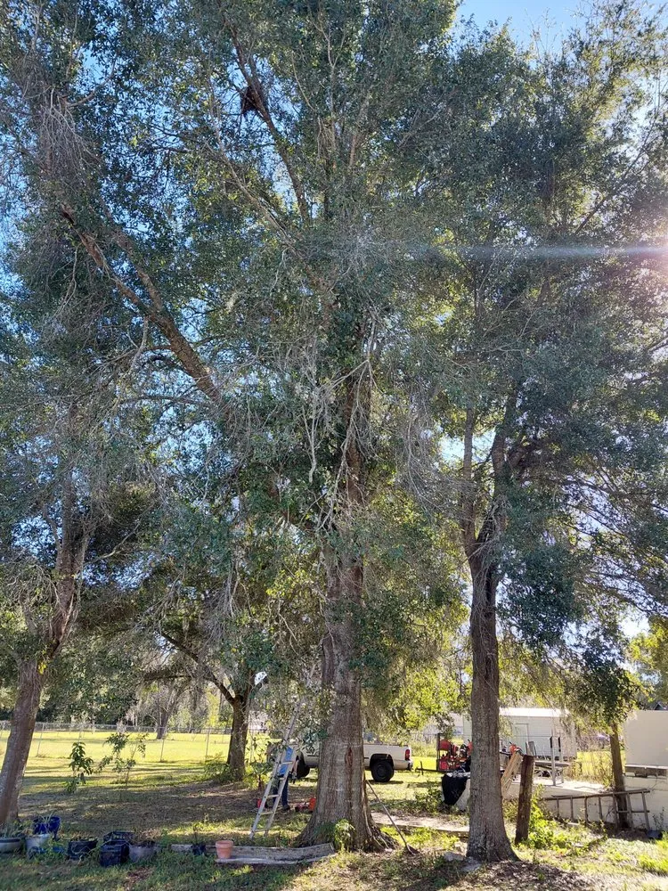 Affordable landscaping services near you in Dade City, FL by Circle B Tree and Lawn Service