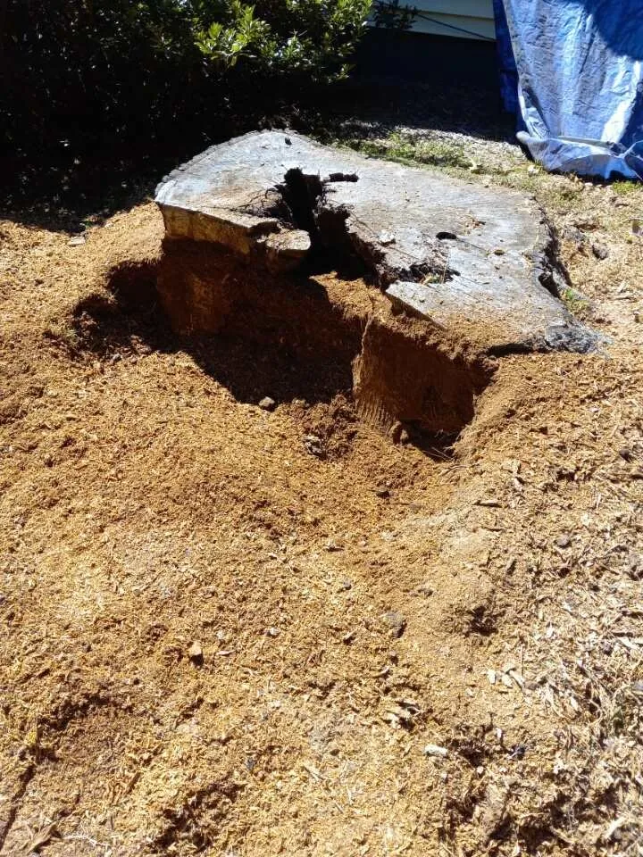 Affordable yard maintenance experts serving Jefferson, GA - Circle E Stump Grinding