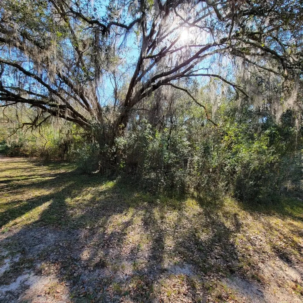 Professional outdoor landscaping for outdoor upgrades in Monticello, FL by Circle T Land Services
