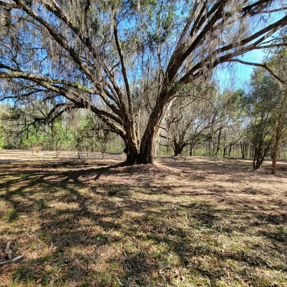 Expert landscape design in Monticello, FL by Circle T Land Services