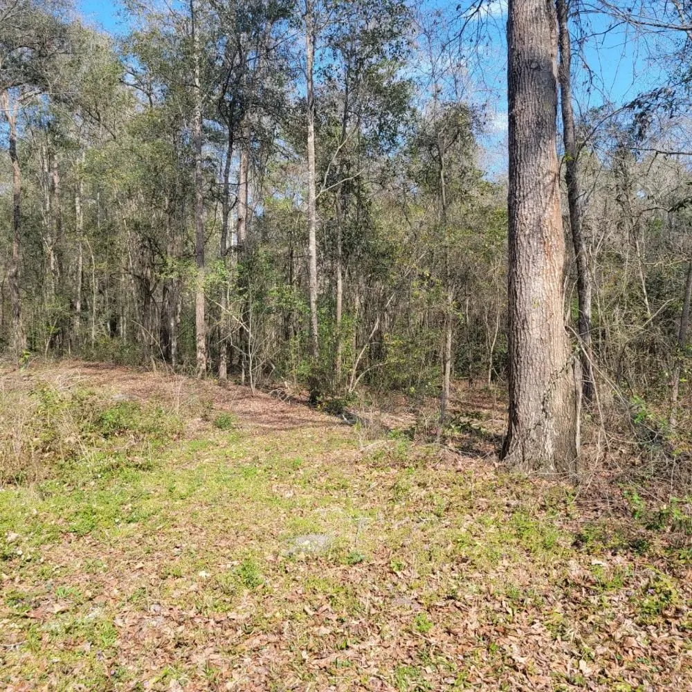 Custom landscaping services in Monticello, FL by Circle T Land Services