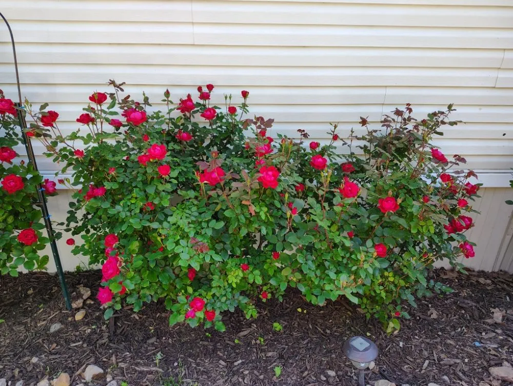 Custom residential landscaping experts serving Richland, MO - Circle T Lawn and Tree Services