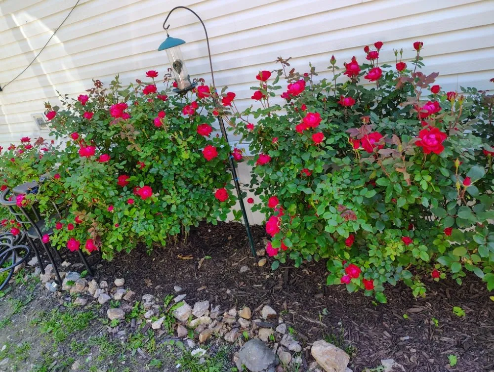 Professional landscaping services in Richland, MO - Circle T Lawn and Tree Services