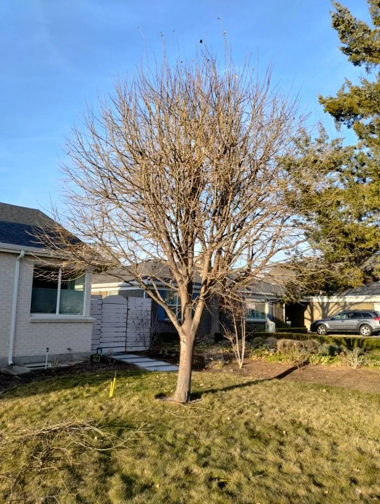 Affordable yard maintenance experts serving Draper, UT - Cisco Gardening & Landscaping Services