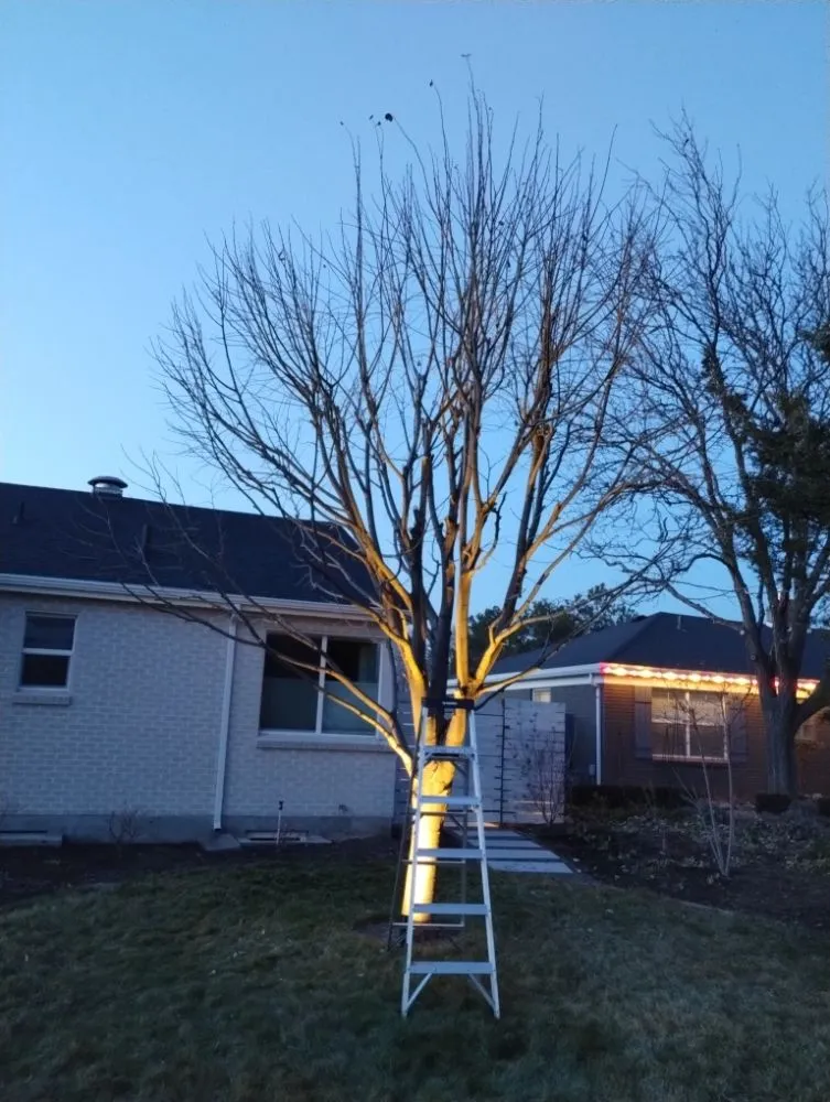 Top-rated yard cleanup service in Draper, UT - Cisco Gardening & Landscaping Services