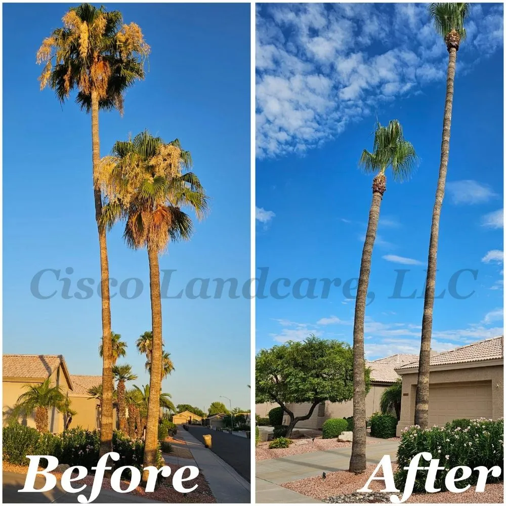 Trusted yard cleanup service in El Mirage, AZ - Cisco Landcare