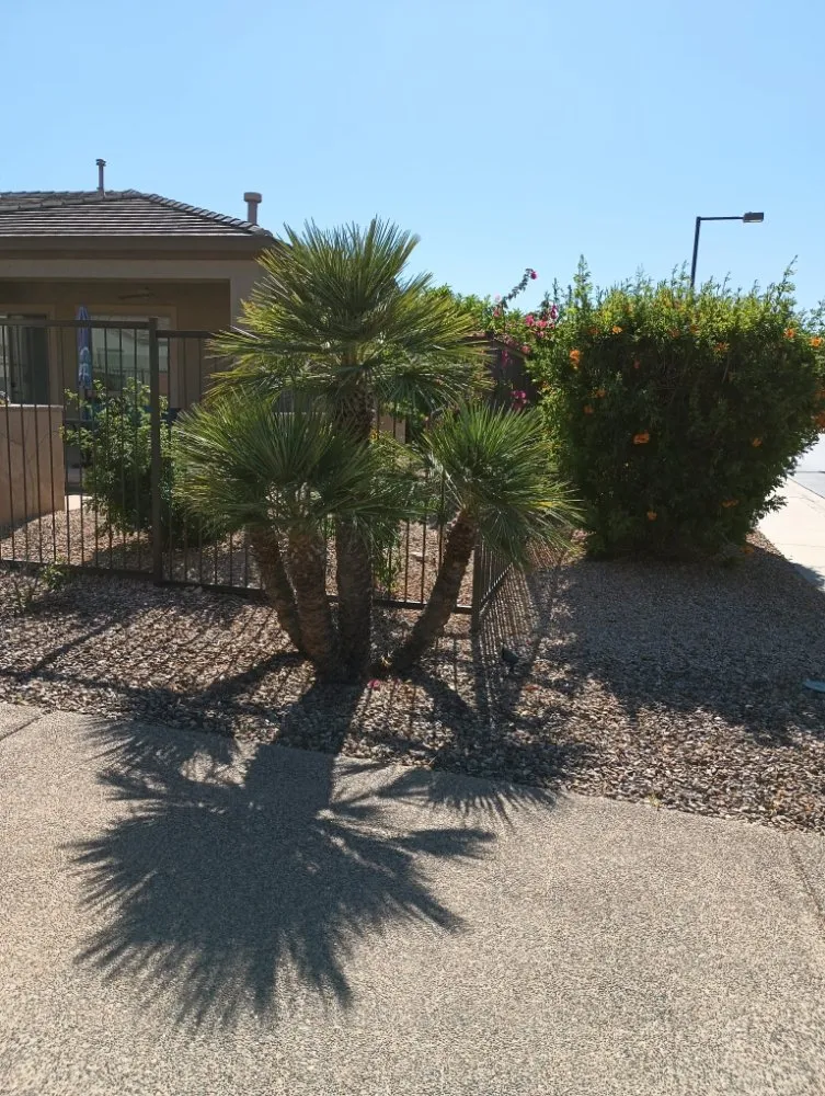 Reliable lawn mowing service in El Mirage, AZ by Cisco Landcare