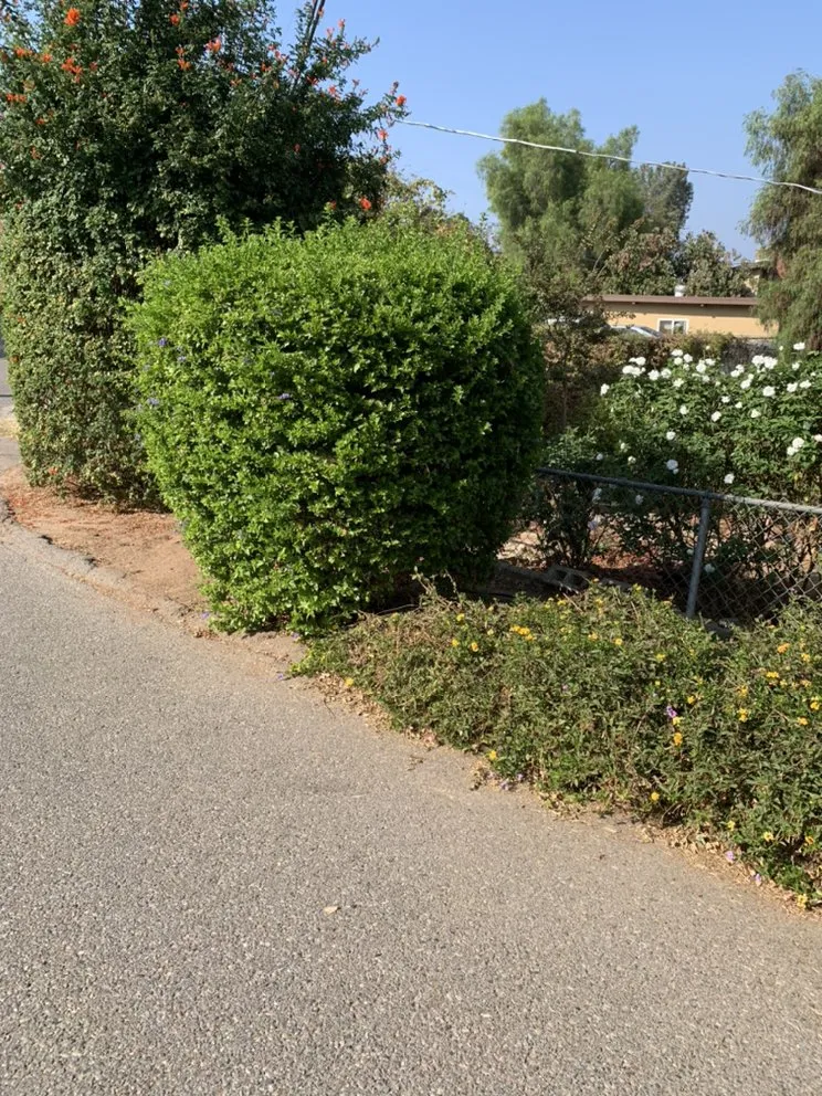 Reliable yard maintenance with custom design in El Cajon, CA by Cisco’s landscape and gardening