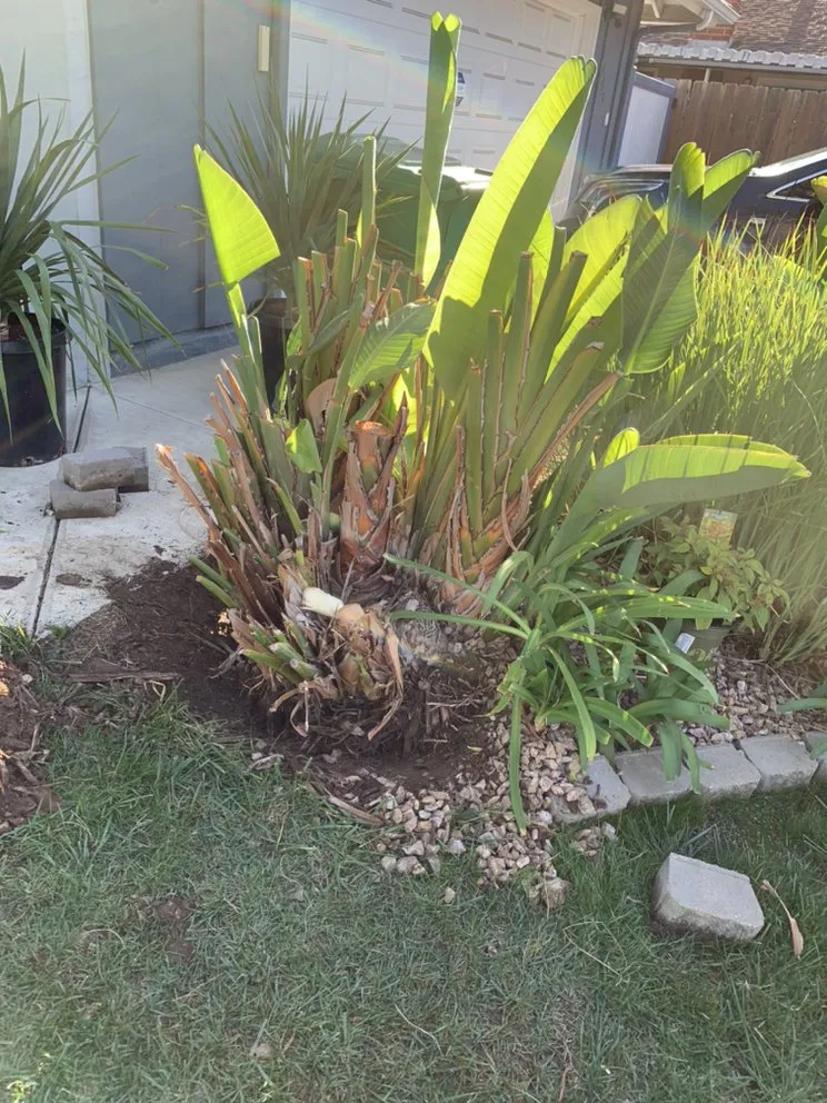 Professional landscaping services in El Cajon, CA by Cisco’s landscape and gardening
