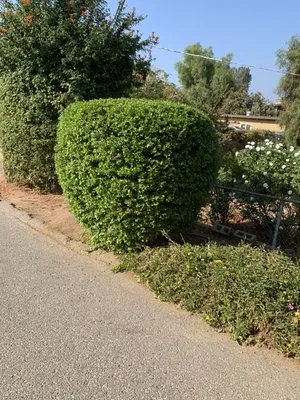 Cisco’s landscape and gardening Logo