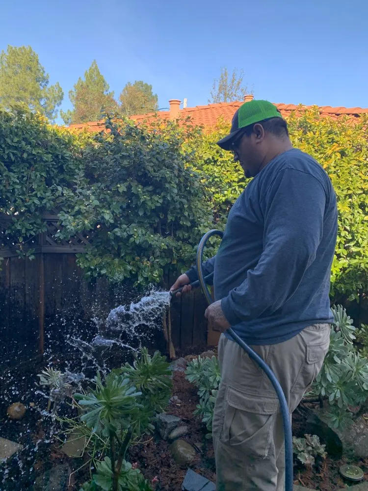 Local yard maintenance for year-round maintenance in Antioch, CA by Cisneros Golden landscaping