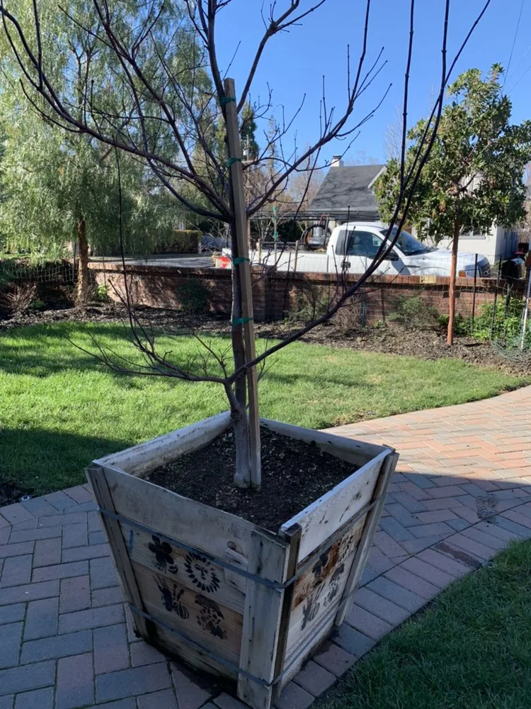 Local lawn care service experts serving Antioch, CA - Cisneros Golden landscaping