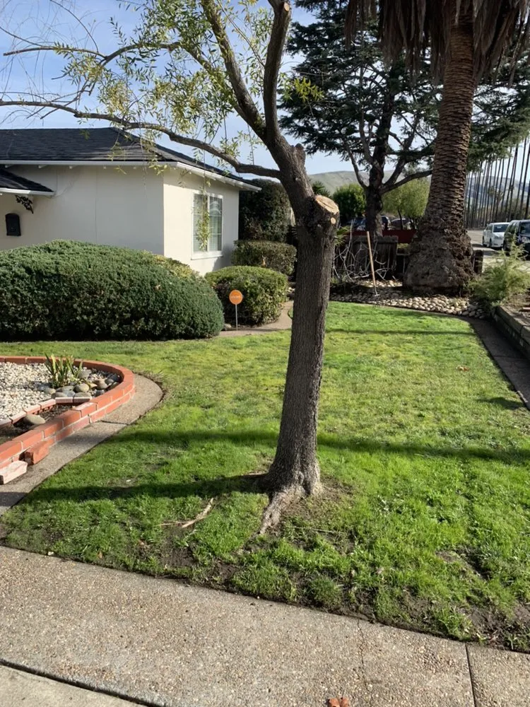 Professional outdoor landscaping in Antioch, CA by Cisneros Golden landscaping